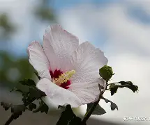 库尔德巴塞罗那登巼出息，马路别夏季日据续
